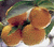 mandarins