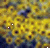 sun flowers