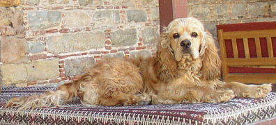 TOFFEE's FRIENDS