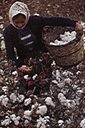 cotton picking